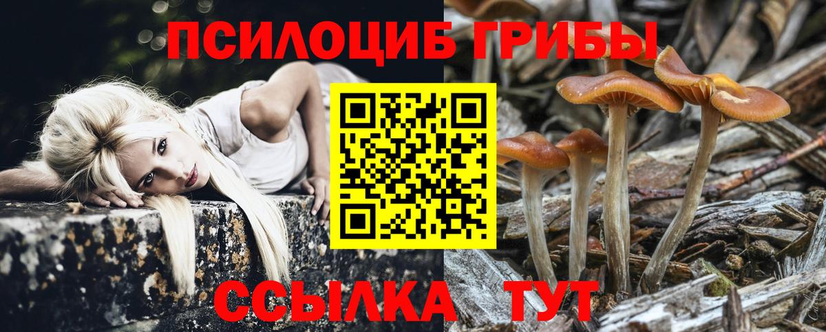 Псилоцибиновые грибы Cubensis Губкин